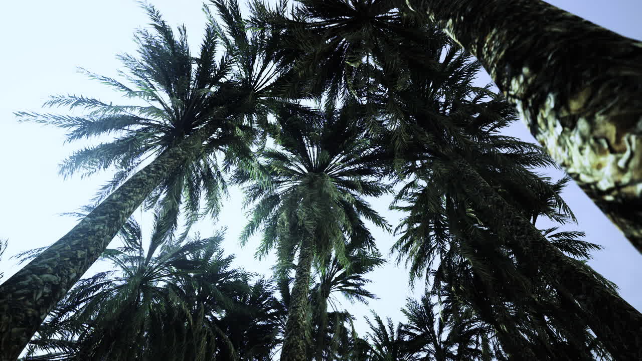Palm trees reach for the bright sky in a peaceful tropical paradise
