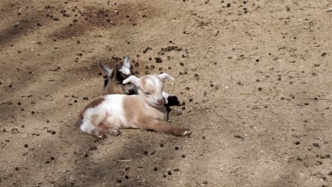 Two-newborn-baby-goats-sleeping-in-the-morning-sunshine