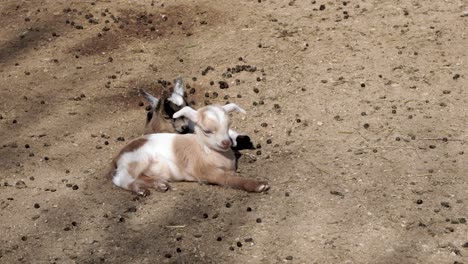 dos cabras recién nacidas durmiendo bajo el sol de la mañana