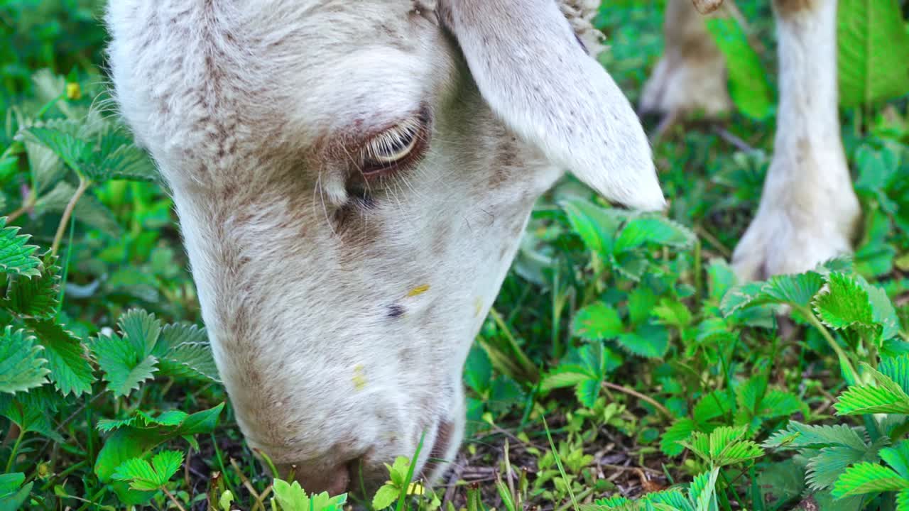 마날리, 히 마찰 프라데시, 인도의 초원에서 푸른 풀을 먹는 양