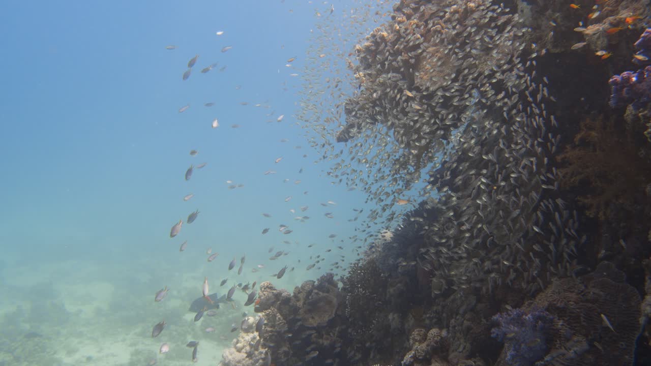 Grande gruppo di pesci che nuotano intorno a una colorata struttura corallina in 4k.