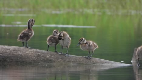 whistling duck - babies - relaxing