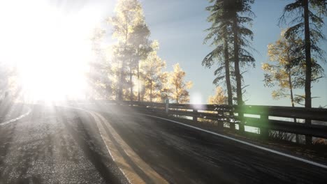 camino en el bosque