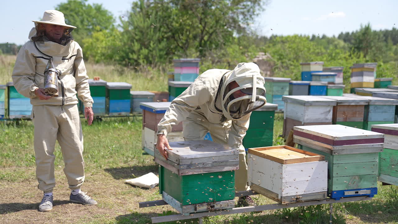Apiculturist take care of bee hives not being scared by bees swarming around. Older beekeeper holds a smoker standing behind.