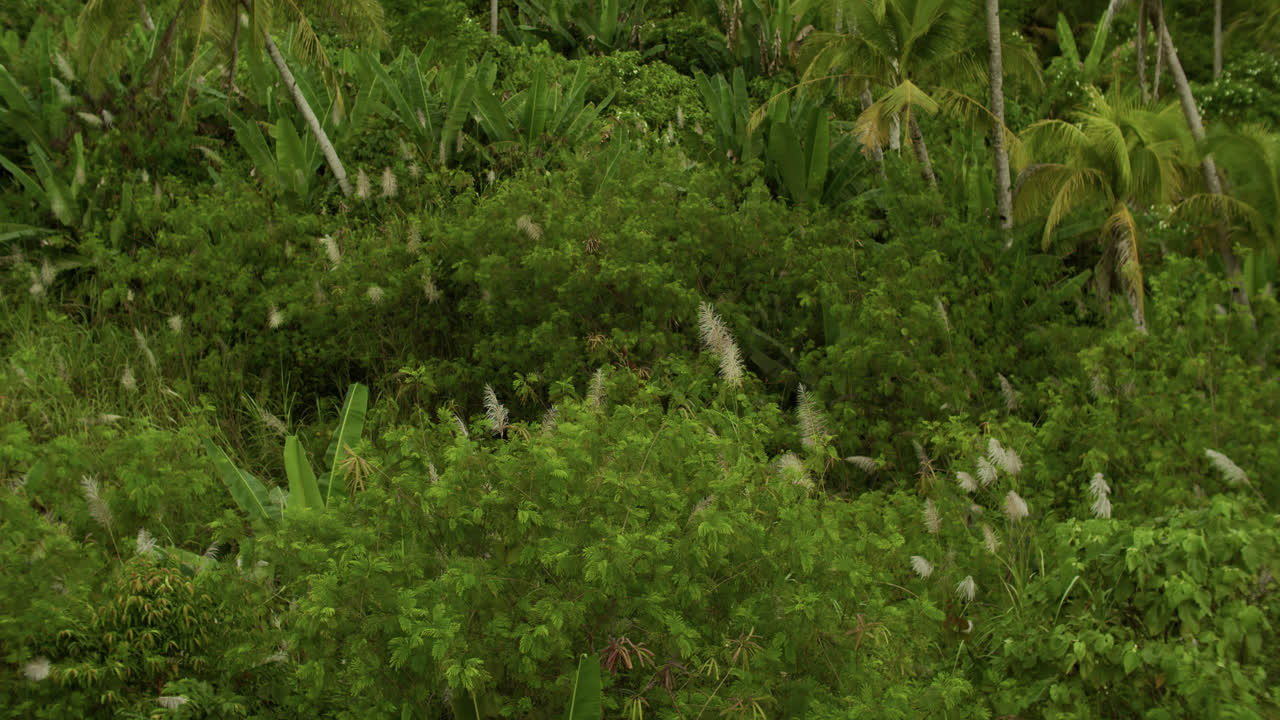 A close up view of other trees inside a coconut plantation in Siargao island, Philippines.
