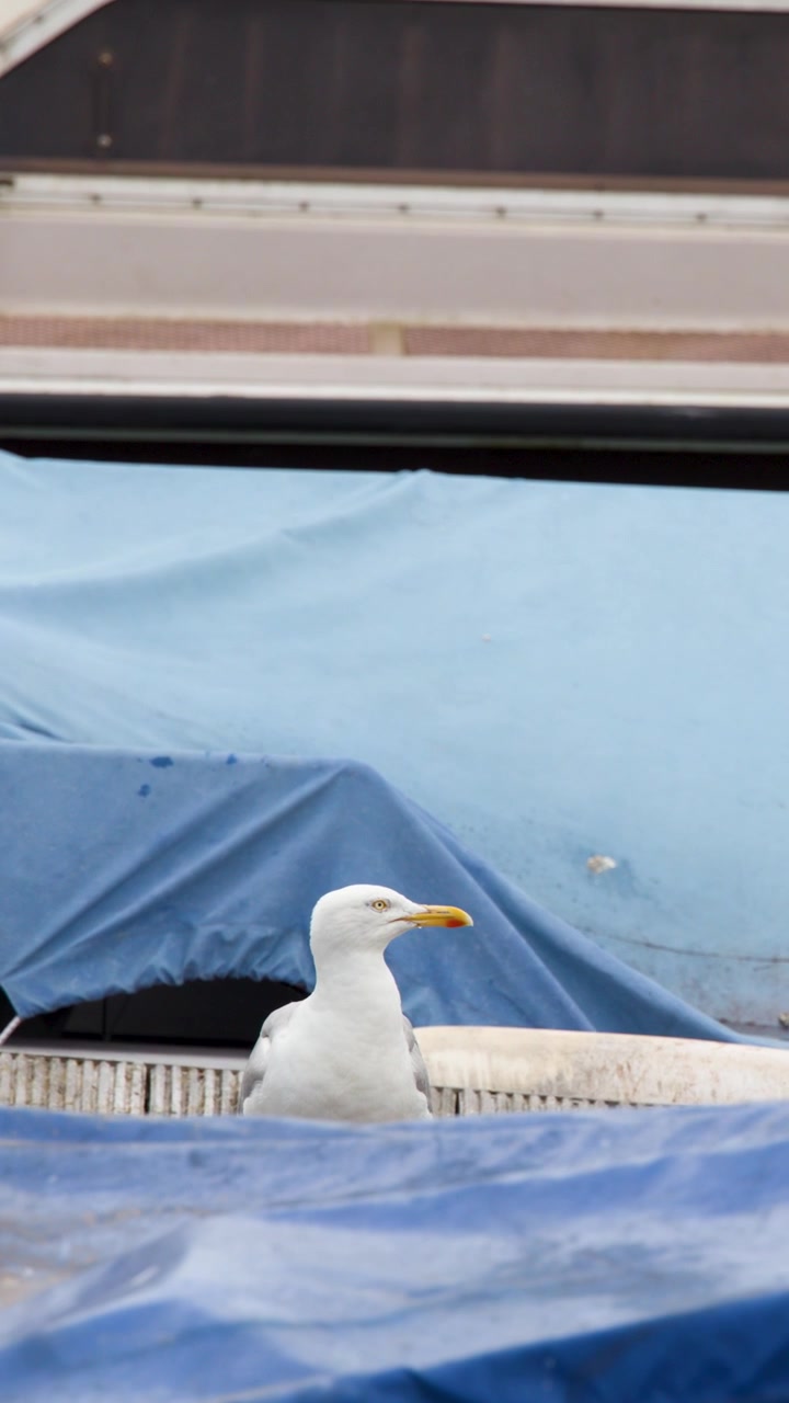 Seagull preens and looks around atop blue tarp-covered boat, natural daylight, steady camera