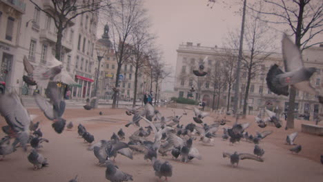 feral pigeons on street in downtown of lyon france, slow motion