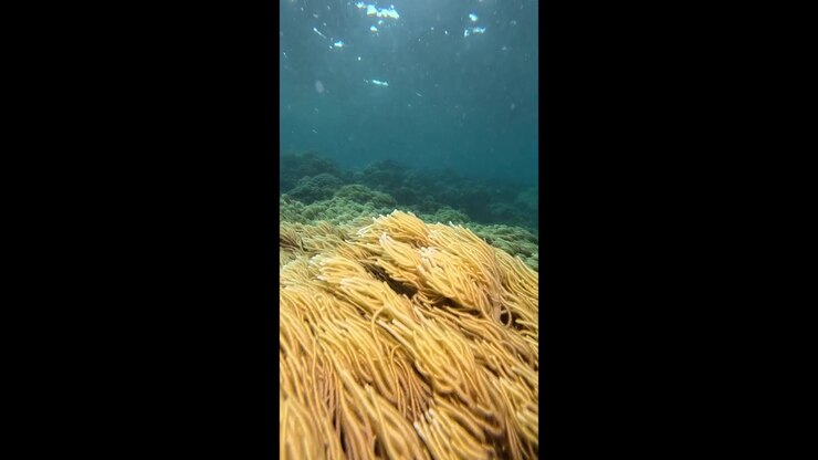 Vivid yellow soft coral polyps moving gently with the ocean current over a tropical reef in the great barrier reef