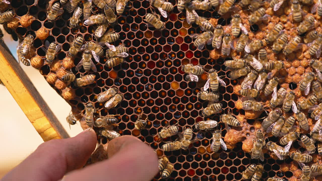 Natural organic honey bees making. Close up of agriculture beekeeping.