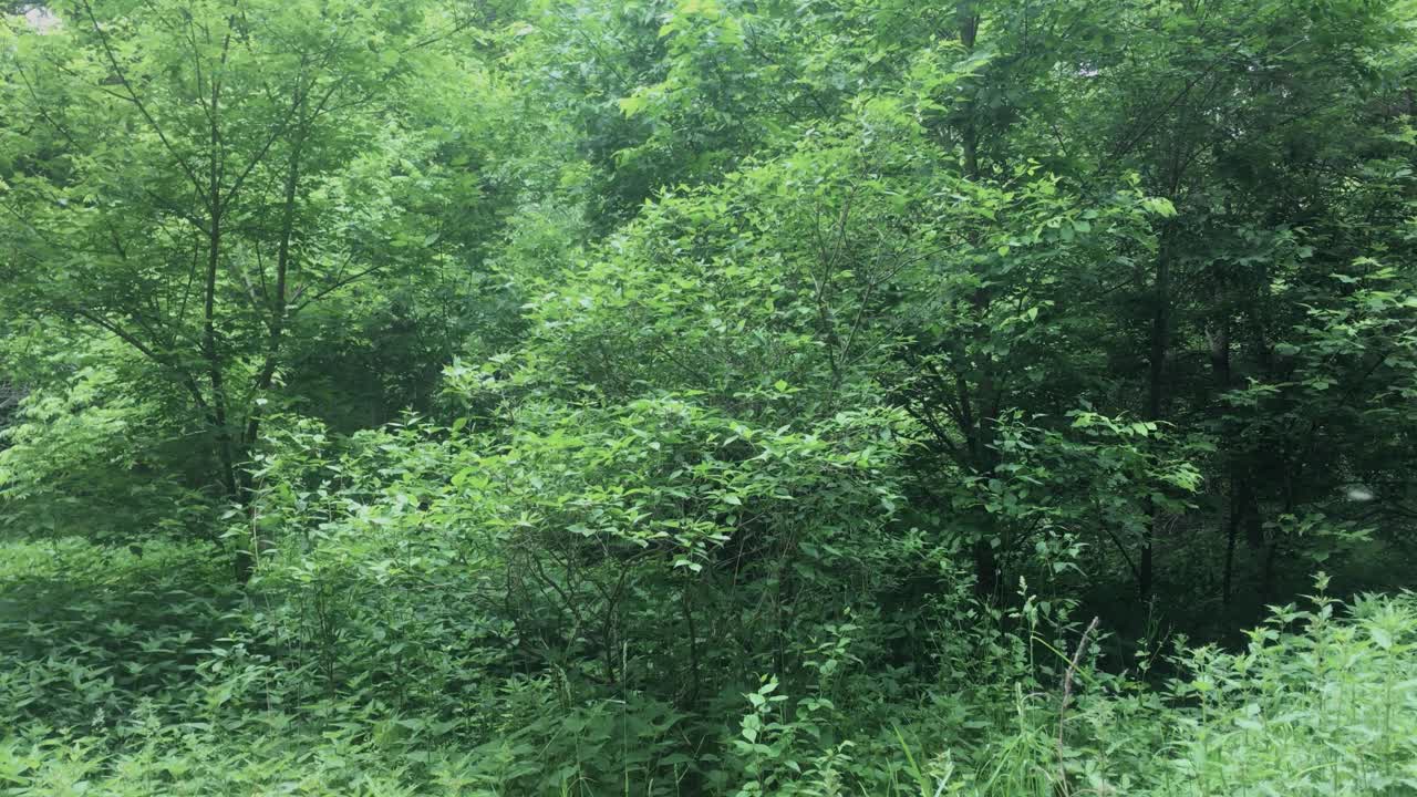 캣킨을 운반하는 부드러운 바람과 함께 키가 크고 펼쳐진 나무가 있는 녹색의 무성하고 고립된 숲의 스틸 샷