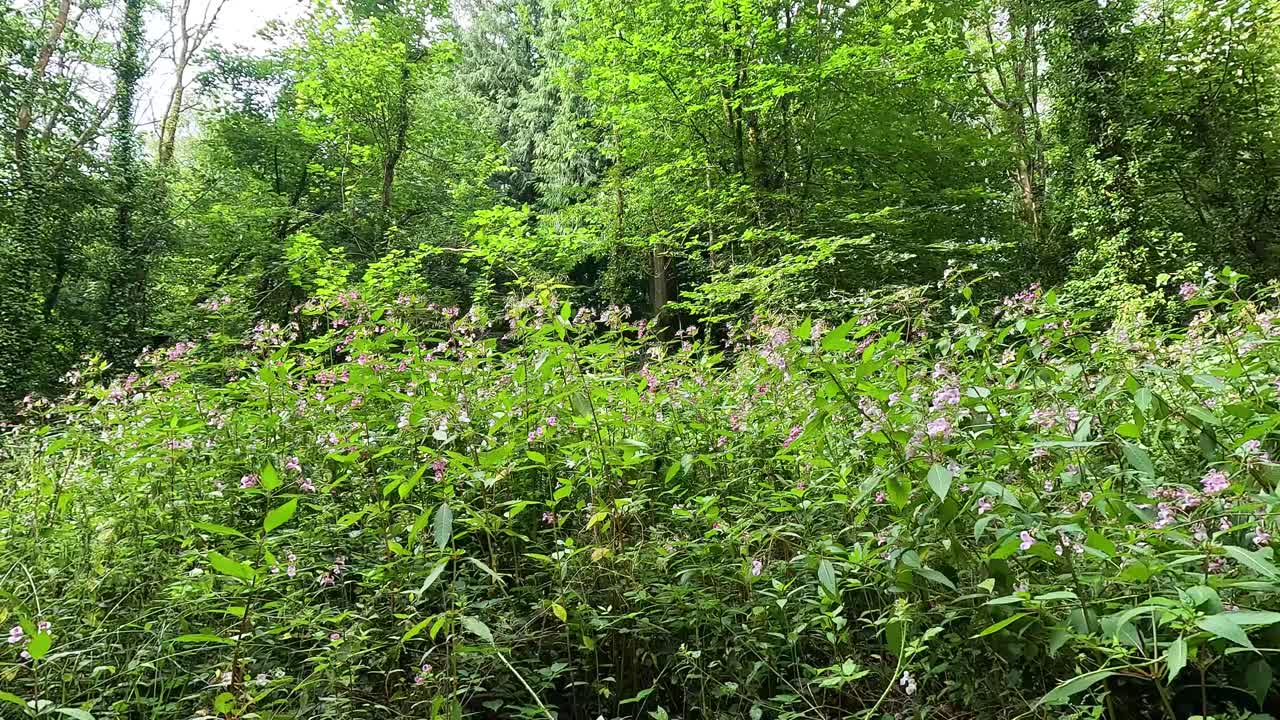 vegetación densa y flores silvestres en un bosque
