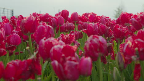 Un-Campo-De-Tulipanes-Rosas-En-Plena-Floración,-Pintando-Un-Paisaje-Vibrante-En-Los-Países-Bajos