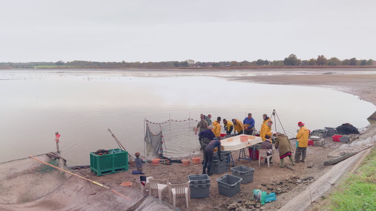 Traditional fish harvest at La Gabrière pond, France with workers gathering fish by the shore