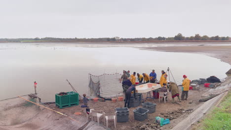 traditional fish harvest at la gabrière pond, france with workers gathering fish by the shore