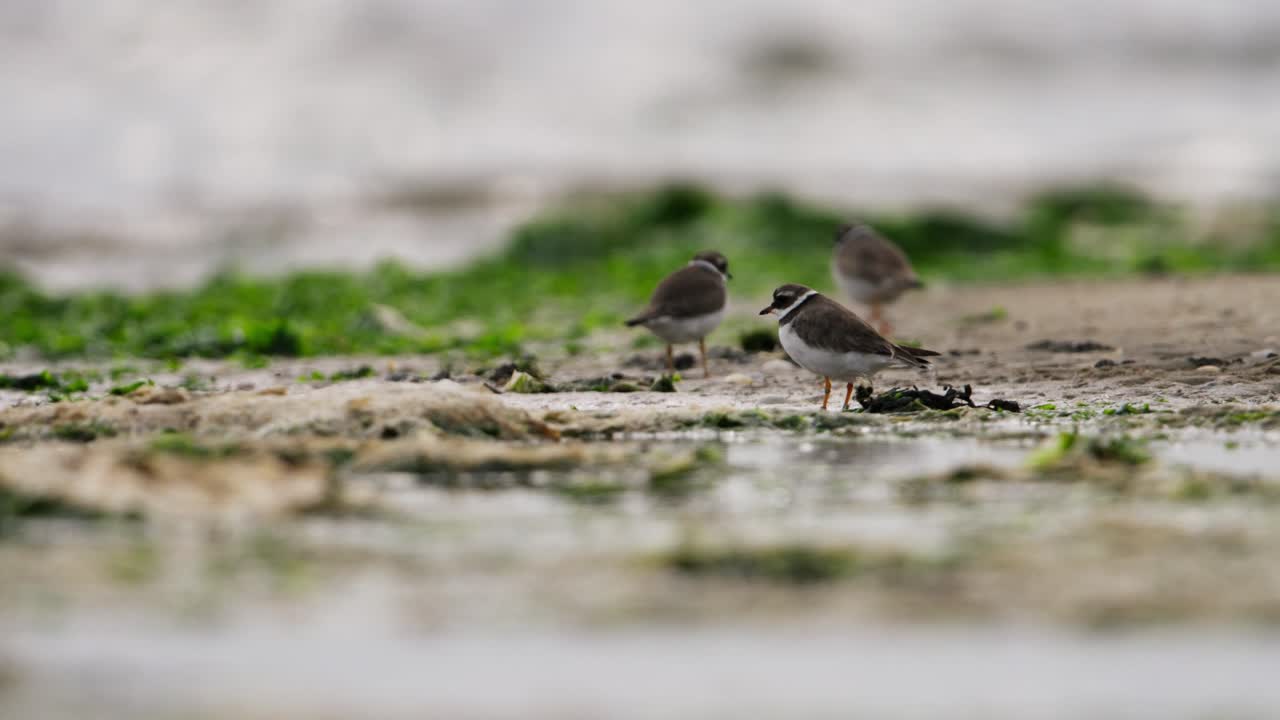 해안가에 있는 작은 해안새들
