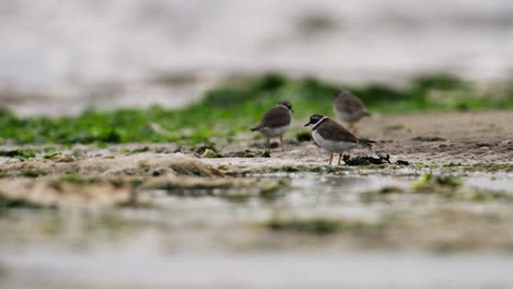 small shorebirds on the coast