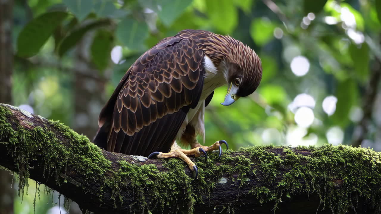 White-throated Hawk perched on a branch