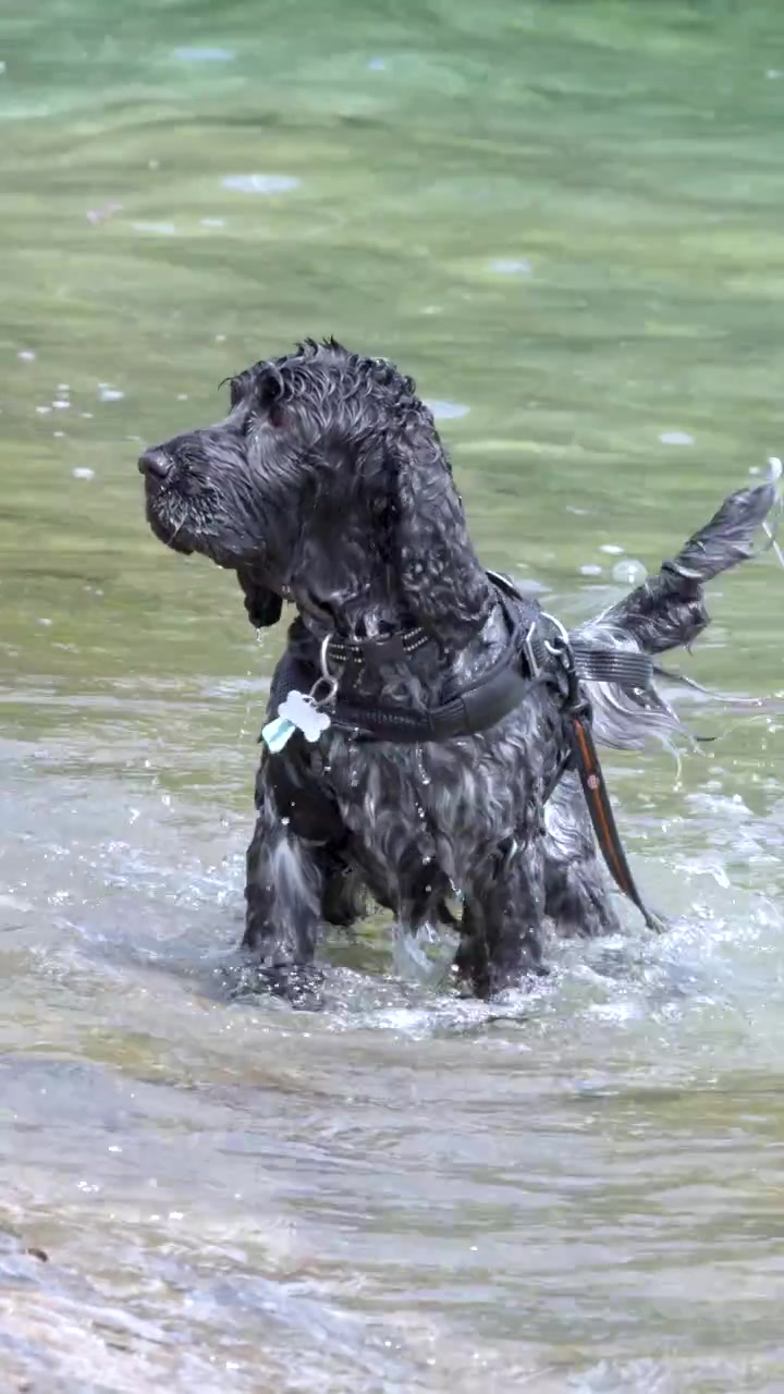 A wet black dog splashes and swims in clear turquoise lake water in Geneva, Switzerland.