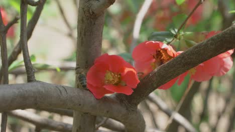 two bees pollinating japanese quince flower, collecting nectar, slow motion