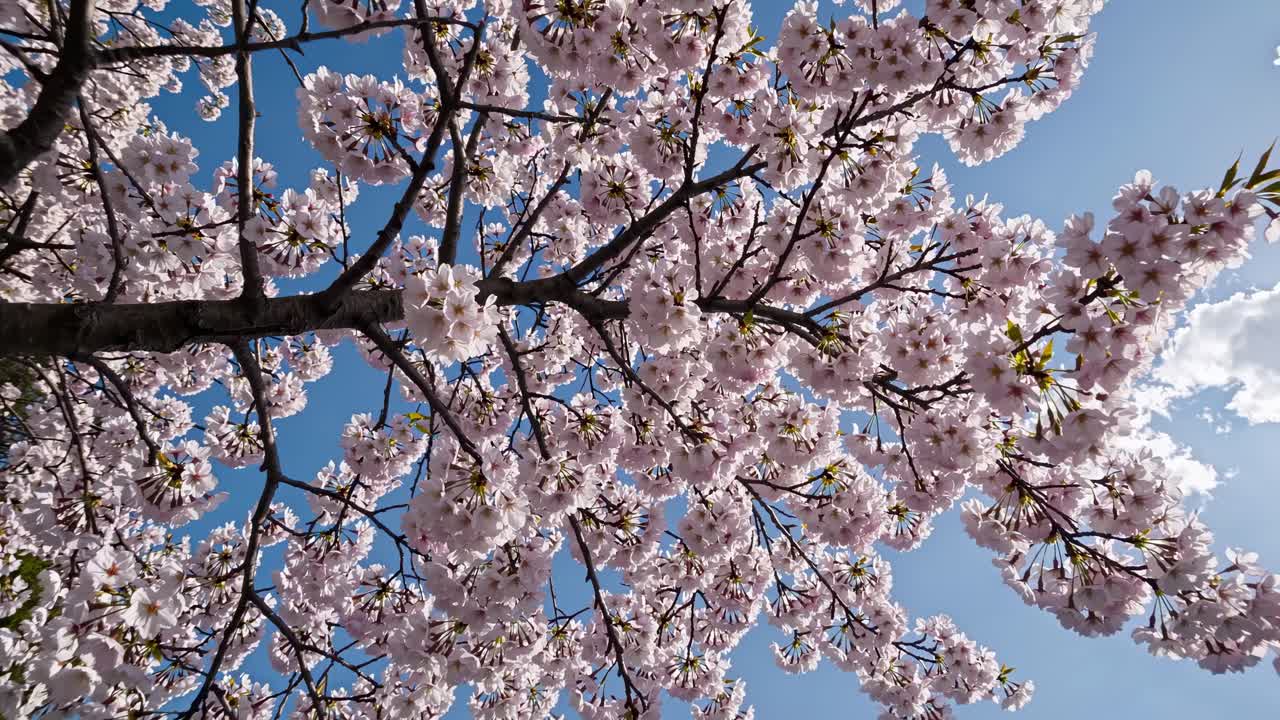 Un'angolazione dal basso cattura i fiori di ciliegio contro un cielo azzurro limpido, evocando un video sereno e primaverile