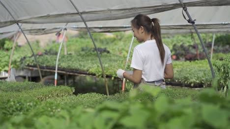 smart farm concept and farm technology a smart asian girl uses a tablet to check the quality and quantity of the organic vegetable garden at the garden houses.