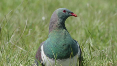 close-up van kereru duif op groen gras