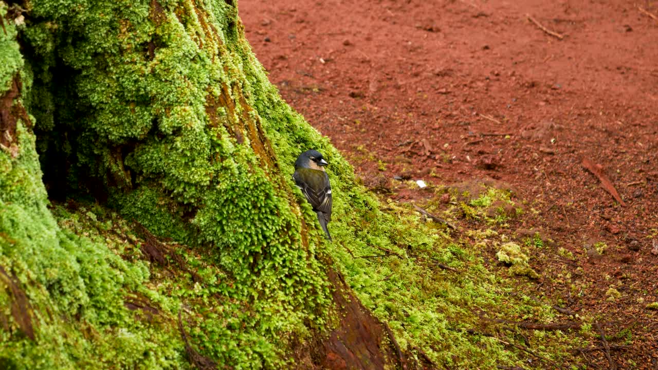 Closeup of Fringilla Coelebs and Chaffinch Bird