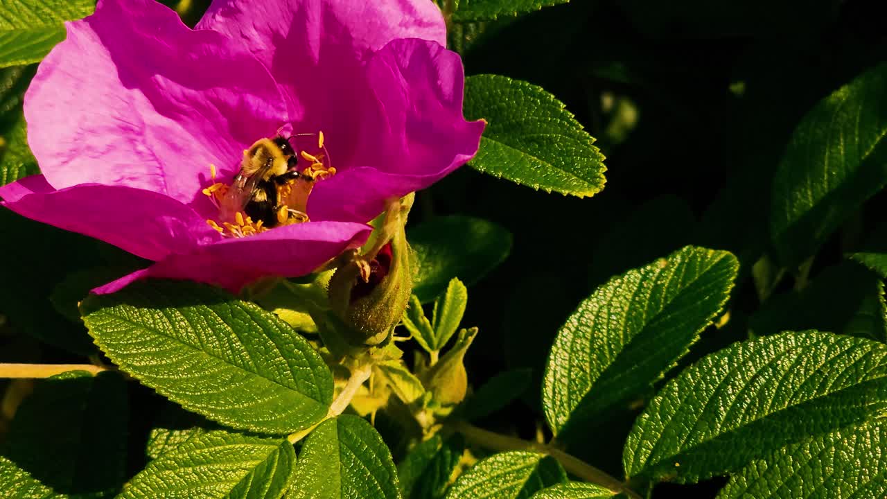 Un bombo raccoglie il polline da un fiore di Ragosa.