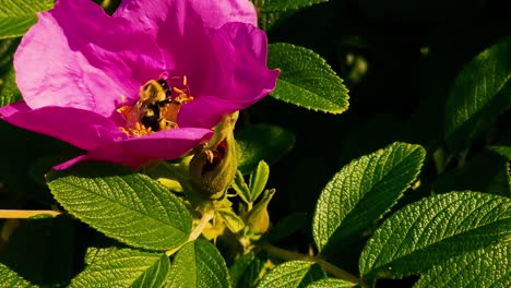 un abejorro reúne polin de una flor de ragosa