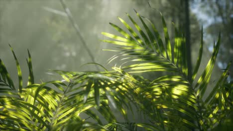 bright-light-shining-through-the-humid-misty-fog-and-jungle-leaves