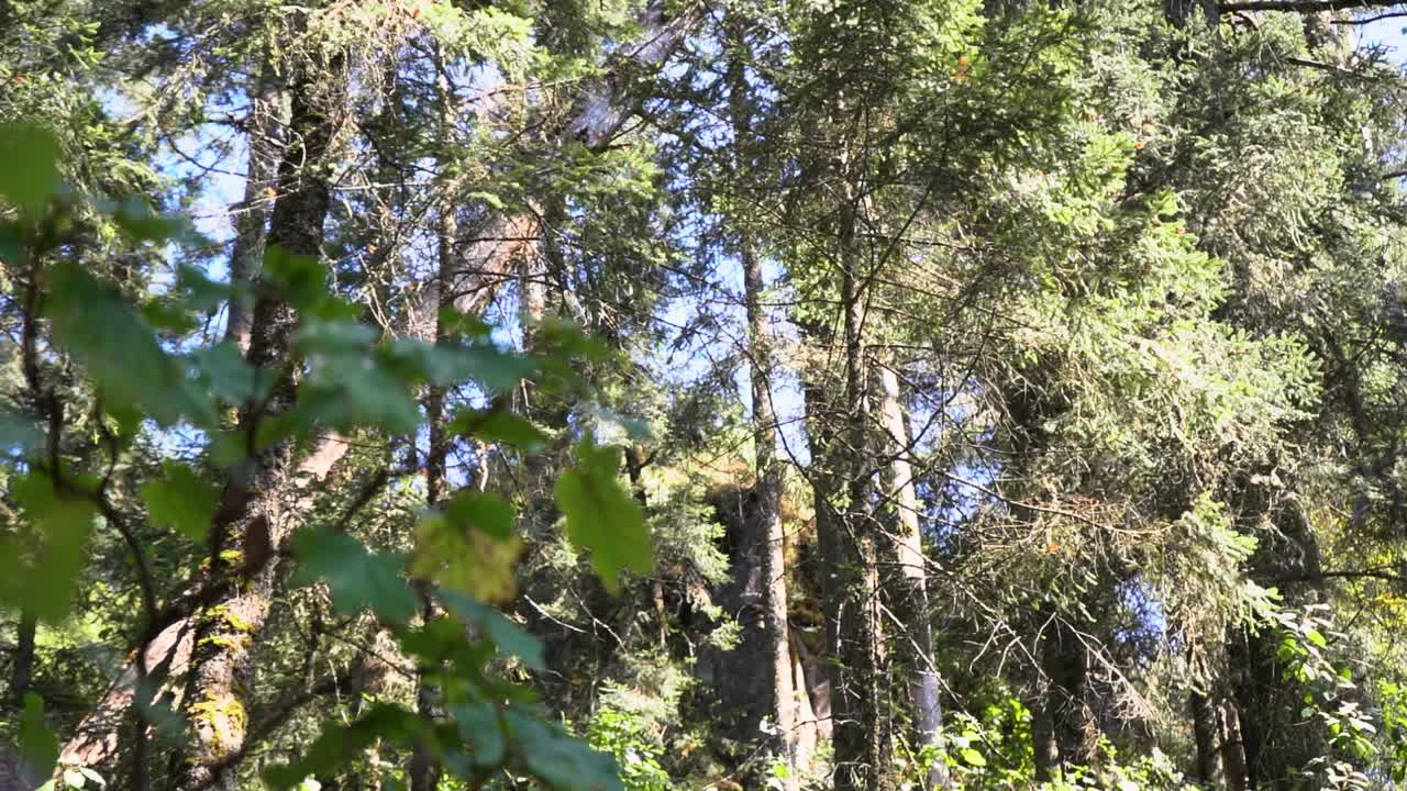 Ground-level shot looking upward at thousands of monarch butterflies flying through dense green forest at Monarch Butterfly Biosphere Reserve in Mexico on bright sunny day