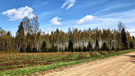 Driving on a gravel road by field with rows on sunny spring day under blue sky
