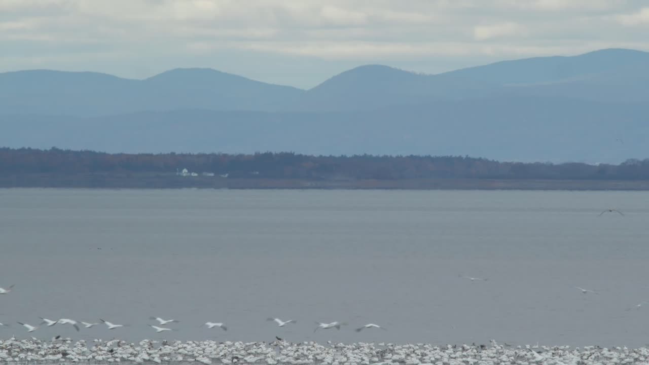 세인트 로렌스 강변에서 먹이를 찾는 스노우 거위, 그리고 몇몇이 이륙, 넓은
