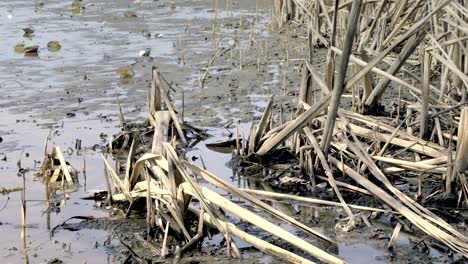 la caña en el estanque vacío sin agua. la caña seca alrededor del lago.