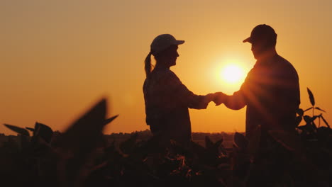 los agricultores, el hombre y la mujer, se comunican en el campo al atardecer, usan una tableta