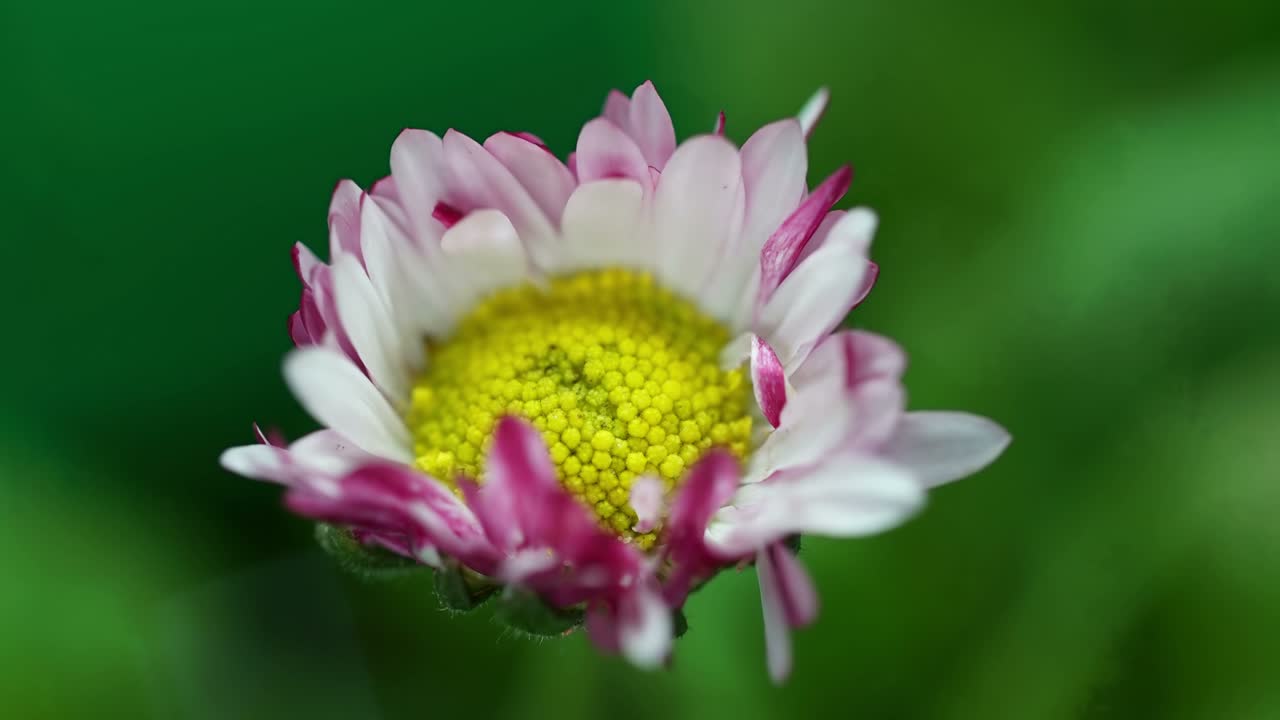 flor de primavera de margarita rosada abriendo su flor, florecimiento del lapso de tiempo, proceso de germinación de la naturaleza, sobre fondo verde