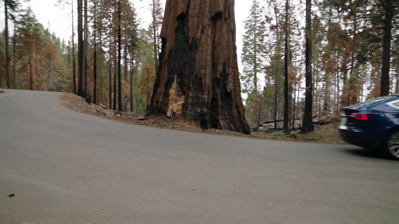 Auto Tesla blu in viaggio su strada asfaltata attraverso il Parco Nazionale di Sequoia in California, Stati Uniti.
