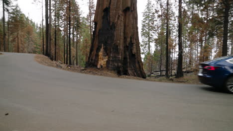 blue tesla car driving on the asphalt road through sequoia national park in california, united states