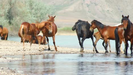 the untamed spirit of feral horses, domesticated stock, as they roam freely in the summer heat