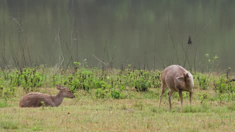 Indischer-Schweinehirsch,-Hyelaphus-Porcinus,-Thailand