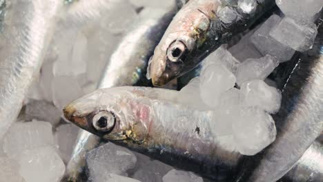 frozen sardines on ice