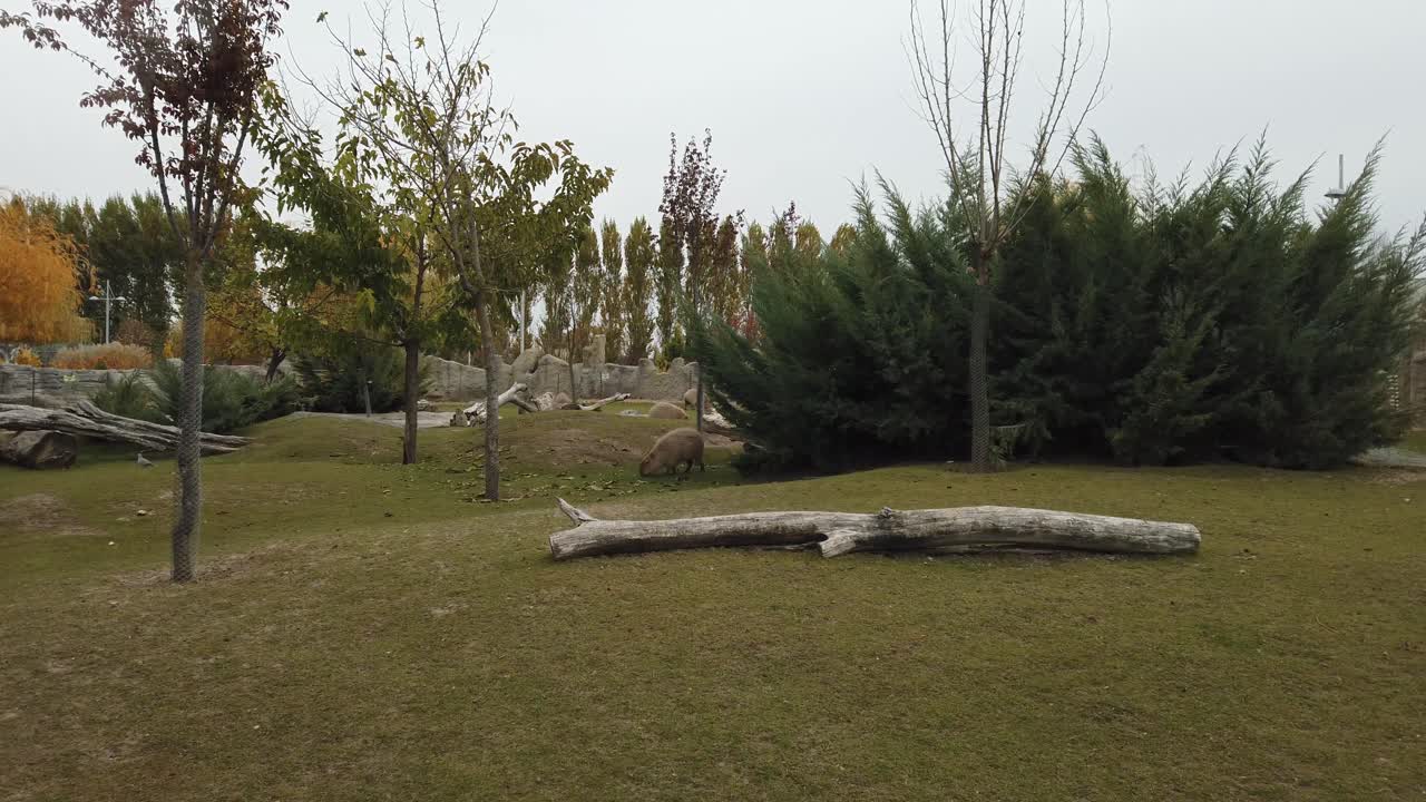 animal carpincho caminando en el zoológico y alimentándose