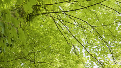 green forest canopy