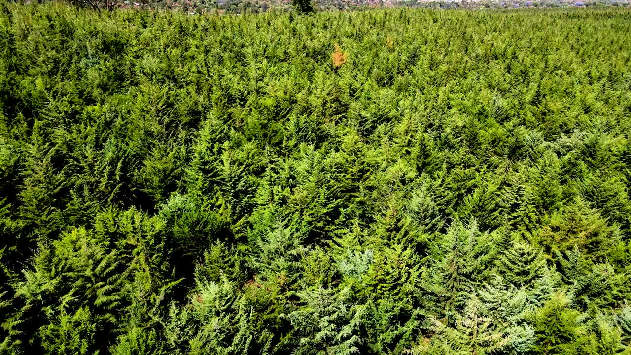 дронный вид - африканский лес - африканский кустарник