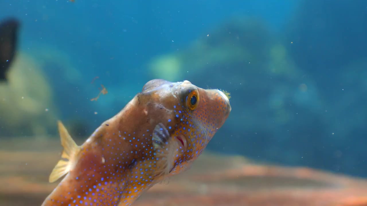 Pesce palla dal naso appuntito che nuota lentamente con raggi di sole e sagome sfocate di pesci damigella sullo sfondo.