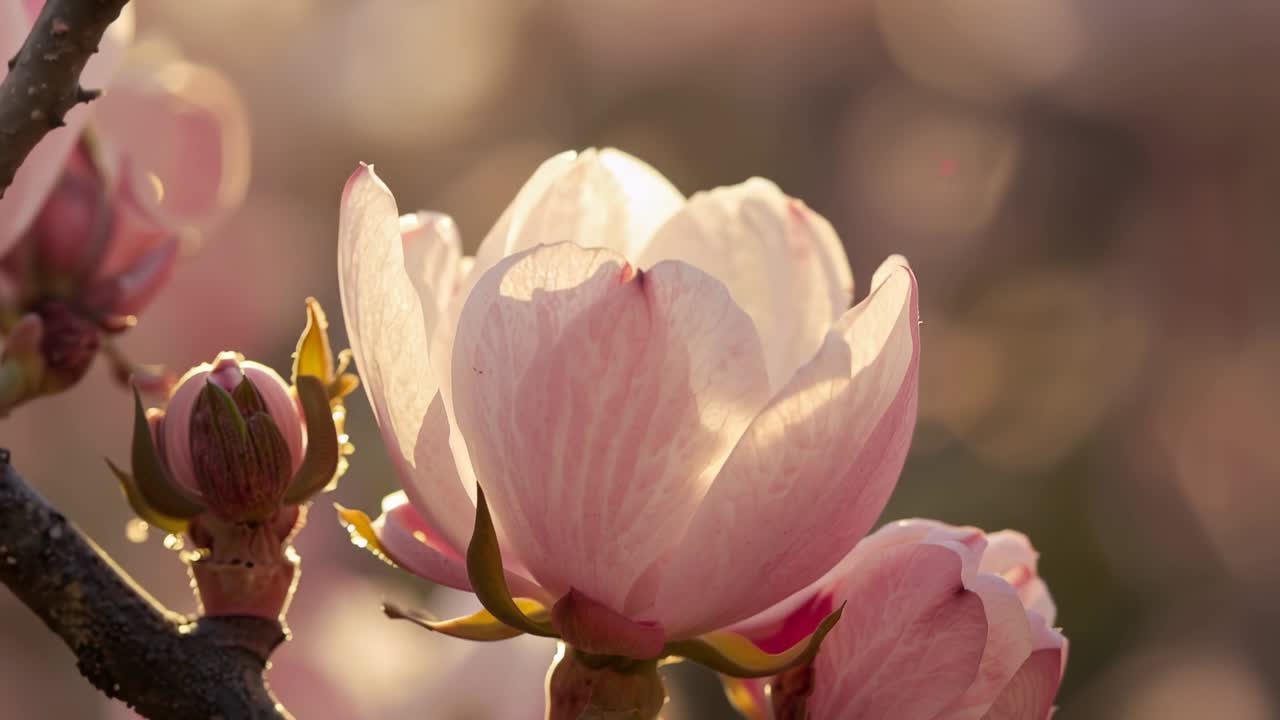 Showing pink magnolia blossom, push-in and shifting sunlight making petals and buds glow in garden