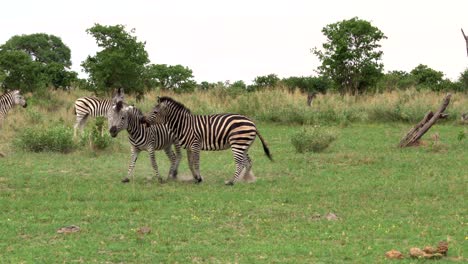 two zebras playing together in an amazing okavengo scenery