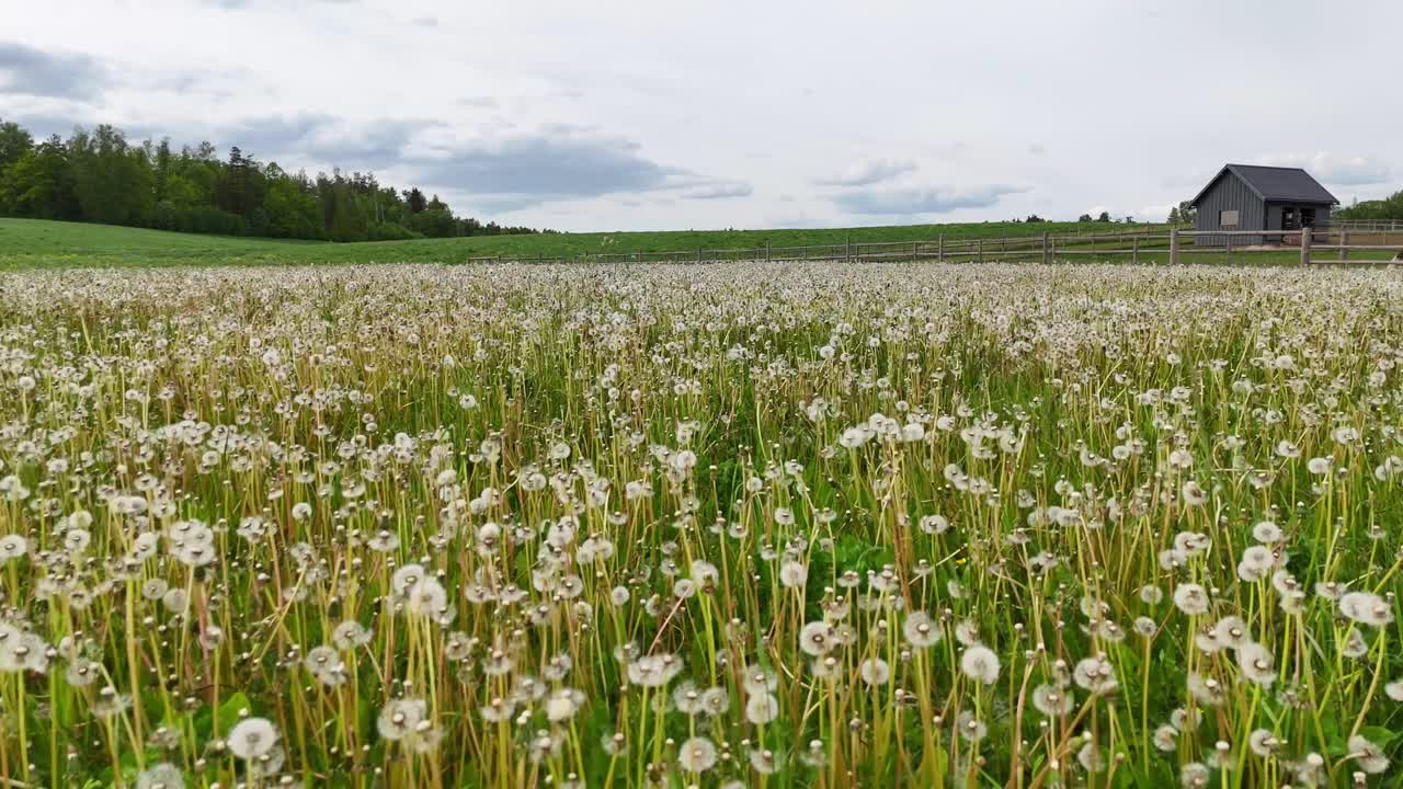 Flyover Fluffy White Seed Heads Of Dandelion Field Landscape On A Breeze Day. Aerial Drone Shot