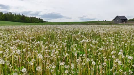 flyover fluffy white seed heads of dandelion field landscape on a breeze day. aerial drone shot