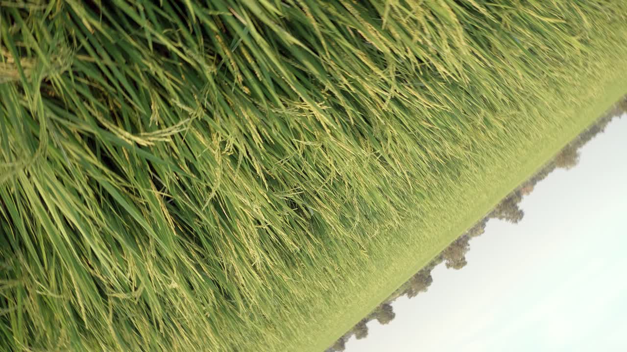 campo de arroz hierba verde y fondo de paisaje de puesta de sol con escena de movimiento panorámico o de rotación